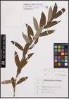 Foto von Salix cinerea L. x Salix viminalis L.